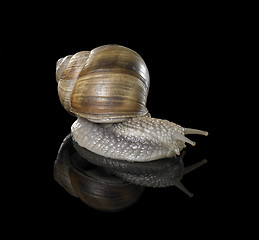 Image showing Grapevine snail on black