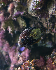 Image showing dotted butterfly fish