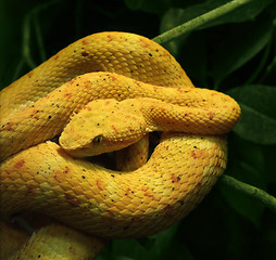 Image showing eyelash viper