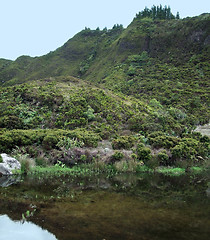 Image showing overgrown riparian scenery