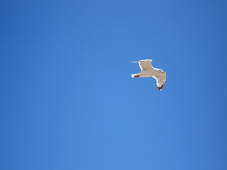 Image showing flying seagull in the sky