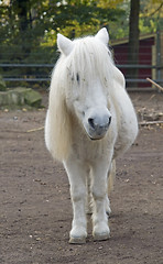 Image showing white pony