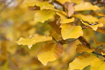 Image showing yellow autumn leaves
