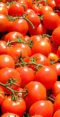 Image showing Tomato vertical