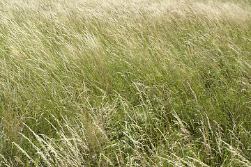 Image showing high grassland background