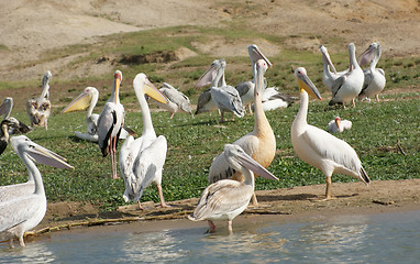 Image showing Great White Pelicans in Uganda