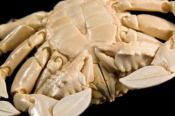 Image showing detail of a moon crab