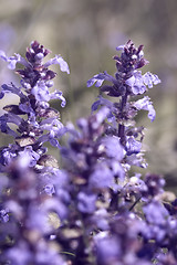 Image showing pastel flower closeup
