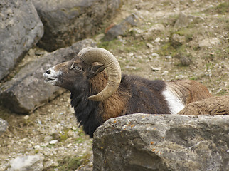 Image showing mouflon portrait in stony back