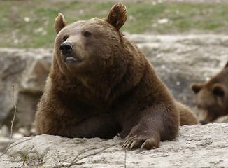 Image showing resting Brown Bear on the ground