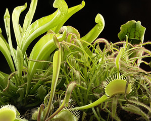 Image showing carnivorous plants