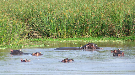 Image showing some Hippos waterside in Uganda