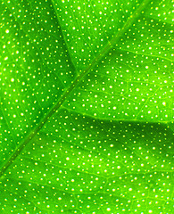 Image showing Lime Leaf Macro