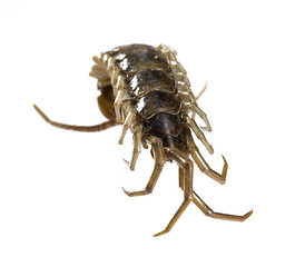 Image showing dead supine centipede