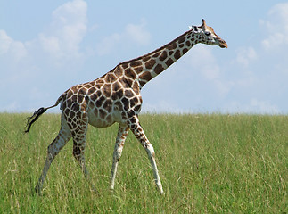 Image showing walking Giraffe in african grassland