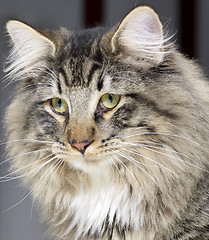 Image showing Norwegian Forest Cat portrait