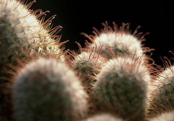Image showing cactus closeup
