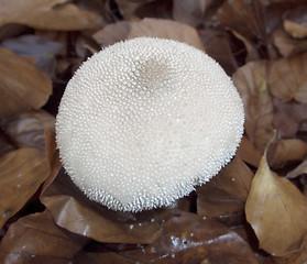 Image showing puffball mushroom