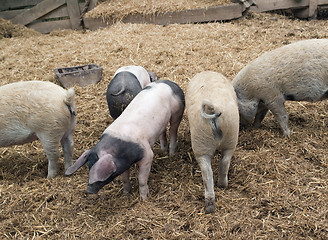 Image showing Domestic Pigs