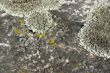 Image showing greenish lichen on stony ground