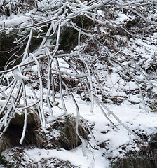 Image showing winter detail with snow and twigs