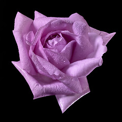 Image showing pink wet rose flower