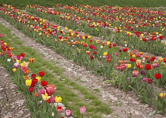 Image showing colorful field of tulips