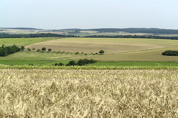 Image showing rural pictorial agriculture scenery at summer time