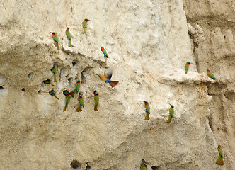 Image showing lots of Bee-eaters in Uganda