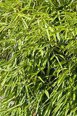 Image showing sunny illuminated bamboo leaves