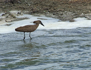 Image showing Hamerkop in Africa