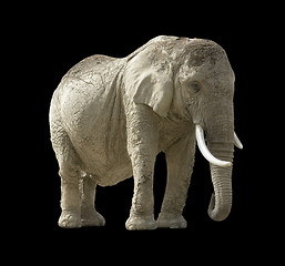 Image showing african elephant