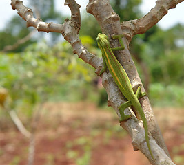 Image showing Chameleon on a bough in Africa