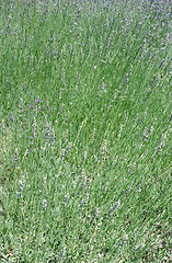 Image showing lavender background