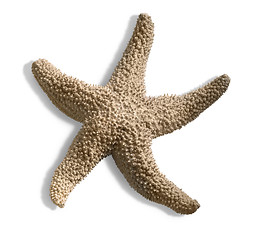 Image showing isolated starfish