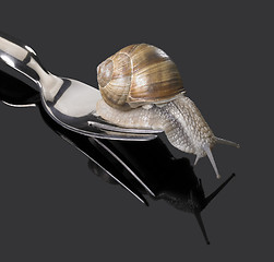 Image showing Grapevine snail on fork