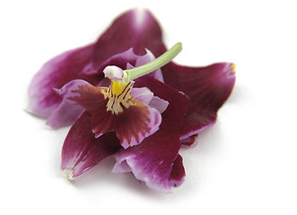 Image showing destroyed violet orchid flower