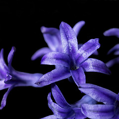 Image showing blue flowers on black