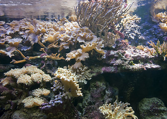 Image showing underwater scenery with corals