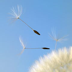 Image showing flying dandelion seeds in blue back