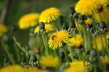 Image showing Dandelion