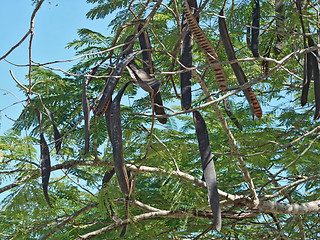 Image showing Delonix regia