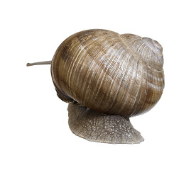 Image showing backside of a grapevine snail