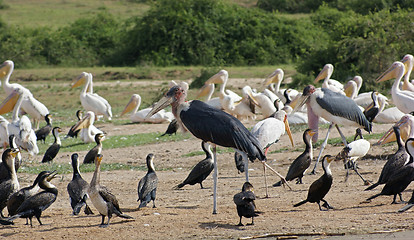 Image showing birds at the Queen Elizabeth National Park in Uganda