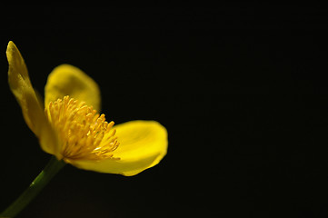 Image showing Flower