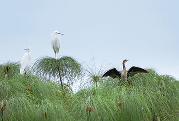 Image showing three birds on papyrus plants