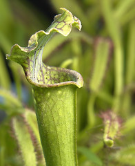 Image showing carnivorous plants