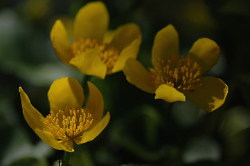 Image showing Flowers