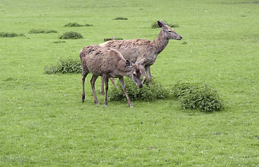 Image showing two Red Deers in green grassy ambiance