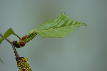 Image showing Birch leaves